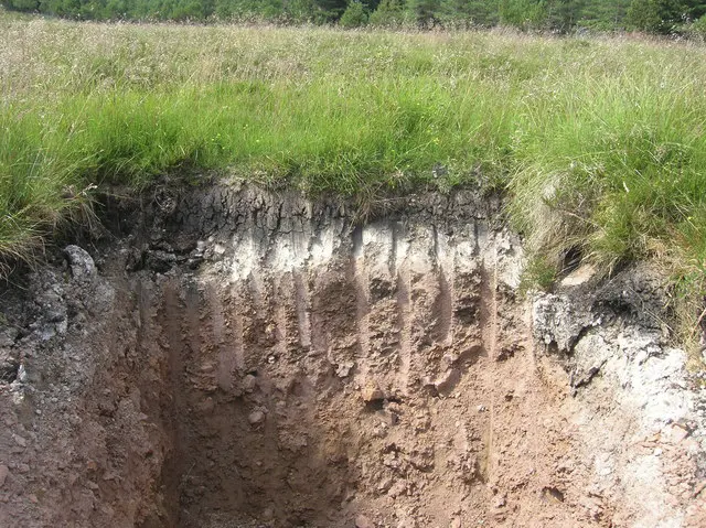 Cross-section of Podzol soil type at Braemore in Scotland